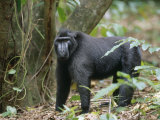 This 30 Year Old Celebes Crested Macaque (Macaca Nigra) Is Lead of a Group of 35 Apes Photographic Print by Solvin Zankl