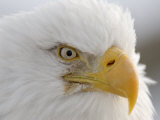 Bald Eagle (Haliaeetus Leucocephalus). the National Bird of USA Photographic Print by Tom Walker
