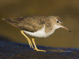 Spotted Sandpiper, Actitus Macularia, California, USA Lámina fotográfica por John Cornell Spotted Sandpiper, Actitus Macularia, California, USA Lámina fotográfica por John Cornell