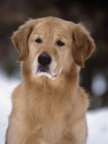 Golden Retriever Breed of Domestic Dog Photographic Print by Cheryl Ertelt