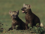 Spotted Hyena Pups, Crocuta Crocuta, Masai Mara, Kenya, Africa Photographic Print by Joe McDonald