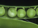 Pea Thrip (Kakothrips Pisivorus) Damage to Peas in the Pod (Pisum Sativum). England, Uk Photographic Print by Nigel Cattlin
