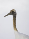 Juvenile Japanese Crane, Grus Japonensis, also known as the Red-Crowned Crane Photographic Print by John Cornell