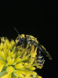 Pollen Covered Leafcutting Bee on Wingstem, Mgachilidae, on, Verbesina Alternifolia Fotografisk trykk av Bill Beatty
