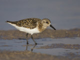 Semipalmated Sandpiper, Calidris Pusilla, North America Photographie par John Cornell