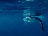 Manta Ray (Manta Birostris) Feeding on Plankton, Indian Ocean Fotografie-Druck von Reinhard Dirscherl