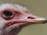 Masai Ostrich Face, Struthio Camelus Massaicus, Masai Mara, Kenya, Africa Photographic Print by Joe McDonald
