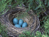 Robin Nest with Eggs, Turdus Migratorius, USA Photographie par David Cavagnaro