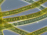 Living Scytonema Cyanobacteria. Phase Contrast Photographie par Michael Abbey