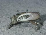 Fiddler Crab (Uca), Atlantic Coast of North America Lámina fotográfica por Richard Walters