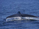 Blue Whale Diving (Balaenoptera Musculus), Pacific Ocean. Note the Fluke of This Endangered Species Photographic Print by Tom Walker