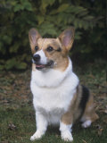 Pembroke Welsh Corgi Photographic Print by Cheryl Ertelt