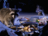Raccoons (Procyon Lotor) Raiding an Urban Garbage Can in Portland, Oregon Fotografisk tryk af Michael Durham Raccoons (Procyon Lotor) Raiding an Urban Garbage Can in Portland, Oregon Fotografisk tryk af Michael Durham