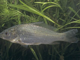 Carp, Cyprinus Carpio, USA Lámina fotográfica por Gary Meszaros Carp, Cyprinus Carpio, USA Lámina fotográfica por Gary Meszaros