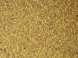 Alfalfa Seeds (Medicago Sativa). Native to Iran Photographic Print by Ken Lucas
