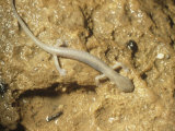 Ozarks Blind Cave or Grotto Salamander in a Cave (Typhlotriton Spelaeus), Midwestern USA Photographic Print by William Palmer