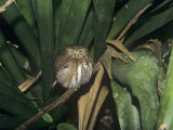Ferruginous Pygmy-Owl (Glaucidium Brasilanum), Belize, Central America Photographic Print by Rick & Nora Bowers