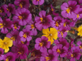 Fremont's Monkey Flowers, Mimulus Fremontii, California, USA Photographic Print by John & Barbara Gerlach