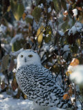 Snowy Owl (Nyctea Scandiaca), Canada Photographie par Joe McDonald