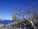 Elephant Tree or Torote, Bursera Microphylla, Sea of Cortez, Baja California, Mexico Photographic Print by David Matherly