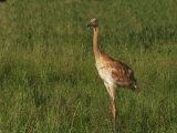 Whooping Crane Chick, Grus Americana, an Edangered Species, North America Photographic Print by John Cornell