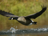 Canada Goose Taking Off, Branta Canadensis, North America Photographic Print by Arthur Morris