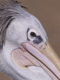 Close Up Portrait of a Pelican Photographic Print by Adam Jones