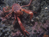 Pelagic Red or Tuna Crabs, Pleuroncodes Planipes, California, Usa, Pacific Ocean Lámina fotográfica por Daniel Gotshall
