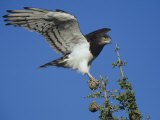 Black-Chested Snake Eagle, Circaetus Pectoralis, Masai Mara, Kenya, Africa Photographic Print by Joe McDonald