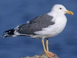 Yellow-Footed Gull (Larus Livens) Salton Sea, California, USA Photographic Print by Gary Meszaros