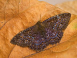 Black Witch Moth Male (Ascalapha Odorata) Photographic Print by Leroy Simon