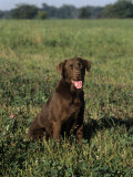 Chocolate Labrador Retriever Variety of Domestic Dog Photographic Print by Cheryl Ertelt