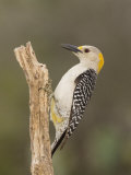 Golden-Fronted Woodpecker, Melanerpes Aurifons, Female, Texas, USA Photographie par John Cornell
