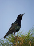 Boat-Tailed Grackle (Quiscalus Major) Photographic Print by John Cornell