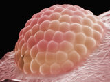 Ant Eye, Boston Museum of Science Lámina fotográfica