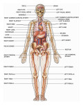 Human Female Anatomy, with Major Organs and Structures Labeled Fotografisk tryk