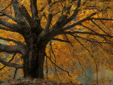 Autumn Foliage, North Carolina Photographic Print by Adam Jones