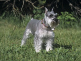 Miniature Schnauzer Variety of Domestic Dog Photographic Print by Cheryl Ertelt
