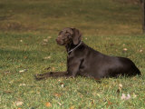 German Short-Haired Pointer Variety of Domestic Dog Photographic Print by Cheryl Ertelt
