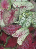 Caladium Leaf Variety Photographic Print by David Cavagnaro