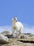 Mountain Goat (Oreamnos Americanus), Colorado, USA Impressão fotográfica por John Cornell Mountain Goat (Oreamnos Americanus), Colorado, USA Impressão fotográfica por John Cornell