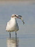 Laughing Gull, Larus Atricilla, with Fish in its Mouth, Eastern North America Photographic Print by John Cornell