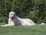 Irish Wolfhound Breed of Domestic Dog Photographic Print by Cheryl Ertelt