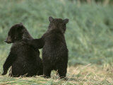 Brown Bear Cubs (Ursus Arctos) in Alaska Photographic Print by Tom Walker