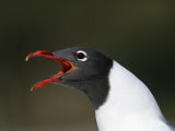 Laughing Gull Calling, Larus Atricilla, Eastern North America Photographic Print by John Cornell