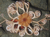 Basket Star (Gorgonocephalus Eucnemis), Alaska to California, USA Photographic Print by Ken Lucas