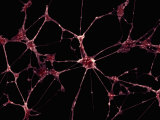 Neurons or Nerve Cells, Showing the Nuclear Regions and the Long Axons and Dendrites Photographie par Michael Delannoy