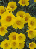 Mexican Gold Poppy, Eschscholzia Mexicana, Picacho Peak State Park, Arizona, USA Photographic Print by Gary Meszaros