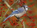 Blue Jay (Cyanocitta Cristata) in a Hawthorn (Crataegus), Eastern North America Photographie par Steve Maslowski