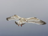 Slaty-Backed Gull Flying, Larus Schistisagus, North America Photographic Print by John Cornell
